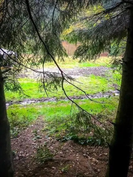 Blick durch Bäume auf eine grüne Wiese mit Pfad