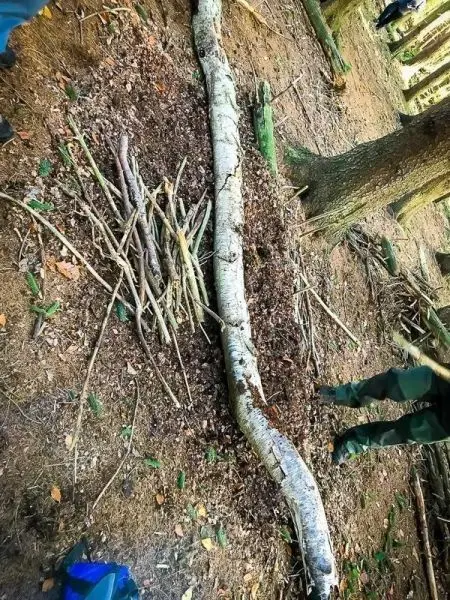 Holzstück liegt auf dem Boden, umgeben von kleinen Ästen und Laub