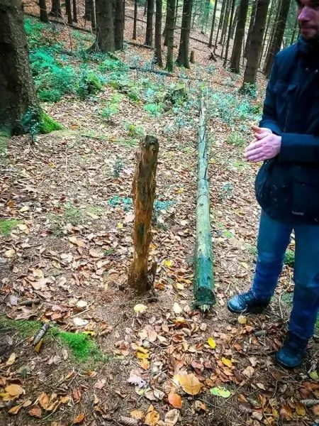 Holzstück steht senkrecht im Wald, daneben liegt ein längerer Baumstamm