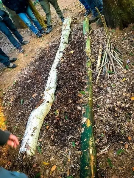 Selbstgebaute Schlafstelle aus Ästen und Laub im Wald