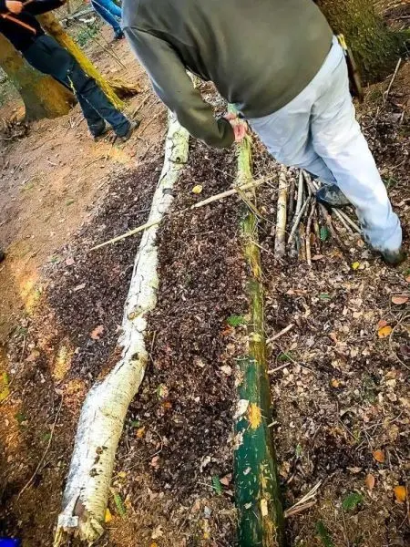 Zwei Holzstämme liegen parallel auf dem Boden, mit Laub und Ästen dazwischen