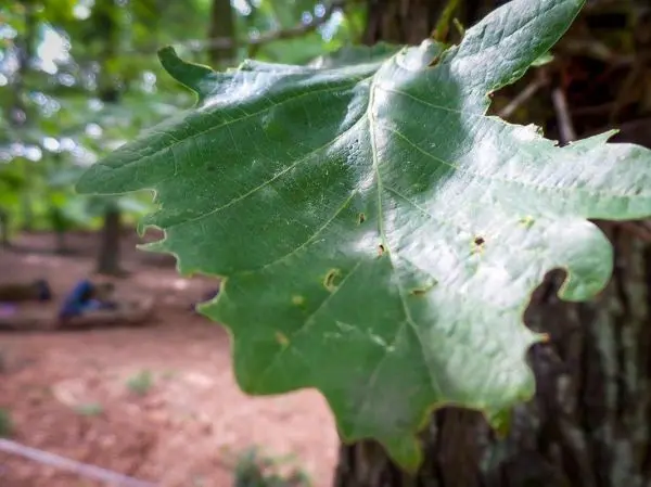 Grünes Blatt mit gezacktem Rand vor unscharfem Waldboden