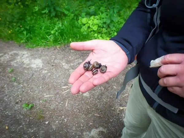 Hand hält mehrere Schnecken auf einem Waldweg