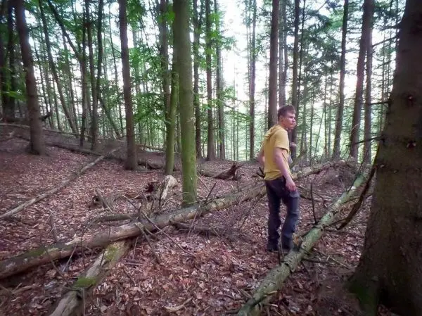 Mann steht zwischen umgefallenen Bäumen im Wald und schaut nach hinten