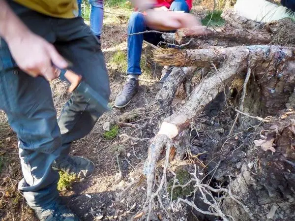 Messer schneidet in einen Baumstamm, während Personen im Hintergrund sitzen