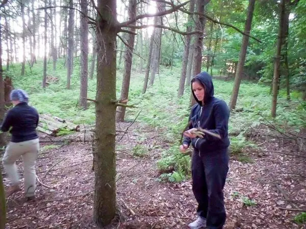 Zwei Personen sammeln Äste im Wald zwischen Bäumen und Farnen