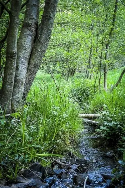 Bach fließt durch bewachsene Wiese mit Bäumen und hohem Gras