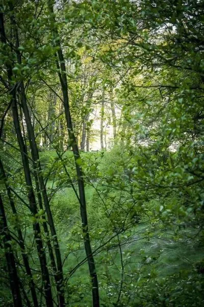 Bäume und Sträucher wachsen dicht im grünen Wald