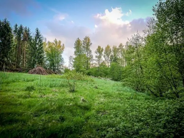 Grüne Wiese mit Bäumen und einem kleinen Holzstapel im Hintergrund