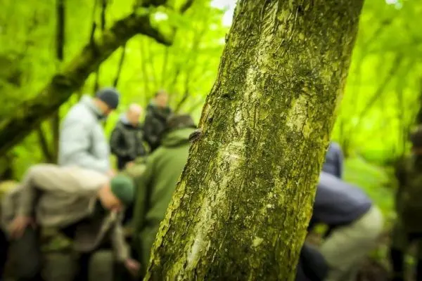 Grüner Baumstamm im Vordergrund, unscharfe Personen im Hintergrund bei einer Aktivität im Wald
