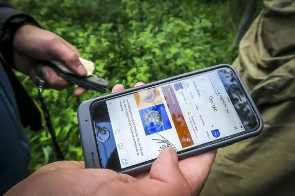 Hand hält Smartphone mit geöffneter Google-Suche in grüner Umgebung