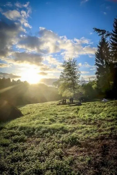 Lichtstrahlen scheinen durch Bäume auf eine Wiese mit Lagerfeuerstelle