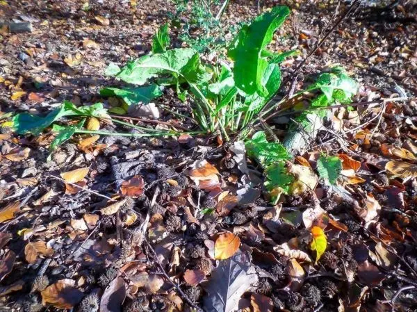 Grüne Pflanze mit großen Blättern wächst zwischen herbstlichem Laub und kleinen Ästen