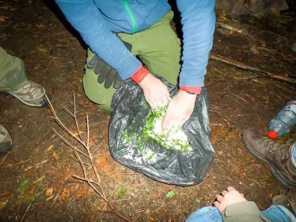 Hände kneten Kräuter in einer schwarzen Plastiktüte im Wald