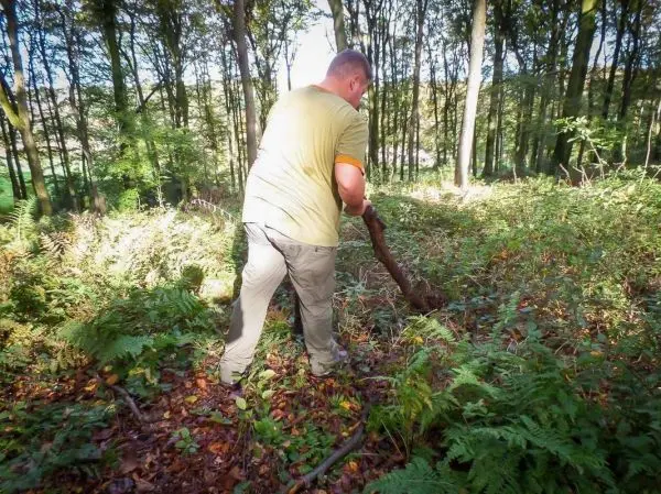 Mann gräbt mit einem Stock im Waldboden zwischen Farnen