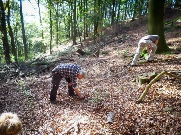 Person sammelt Pflanzen im Wald, andere Person sucht ebenfalls am Boden