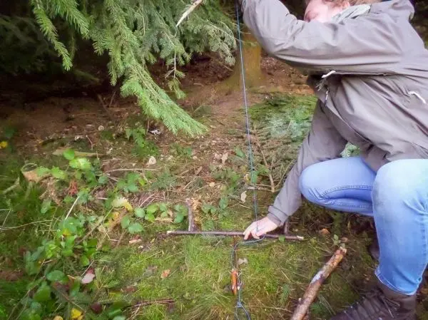 Person spannt eine Schnur an einer selbstgebauten Schlagfalle (Figure-Four) im Wald