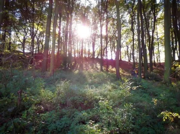 Sonnenstrahlen scheinen durch die Bäume in einem Waldgebiet