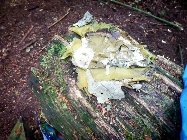Blätter und Rinde liegen auf einem Baumstamm im Wald