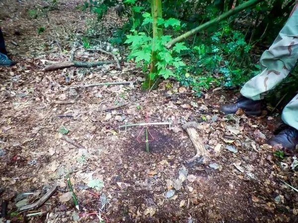 Schlagfalle (Figure-Four-Falle) aus Holzstücken im Waldboden aufgebaut