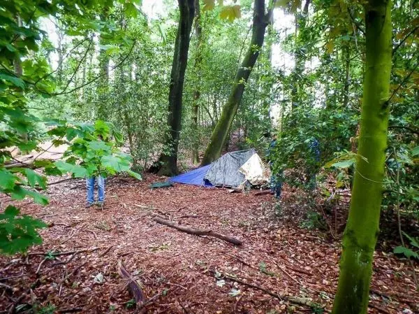 Tarp-Notunterkunft zwischen Bäumen im Wald, umgeben von Laub und Ästen