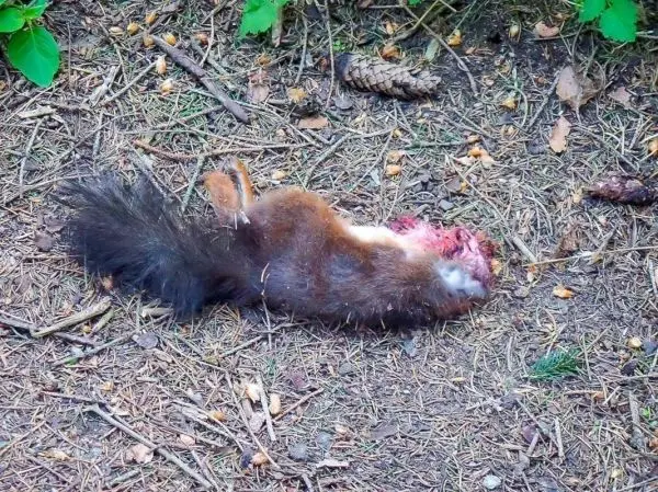 Körper eines Tieres liegt auf dem Waldboden zwischen Nadeln und kleinen Ästen