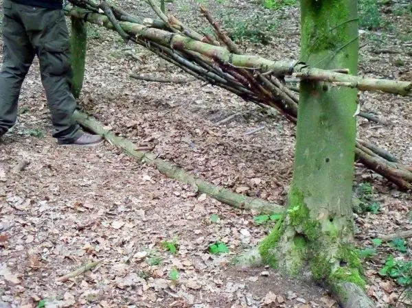 Person baut eine selbstgebaute Seilbrücke zwischen zwei Bäumen