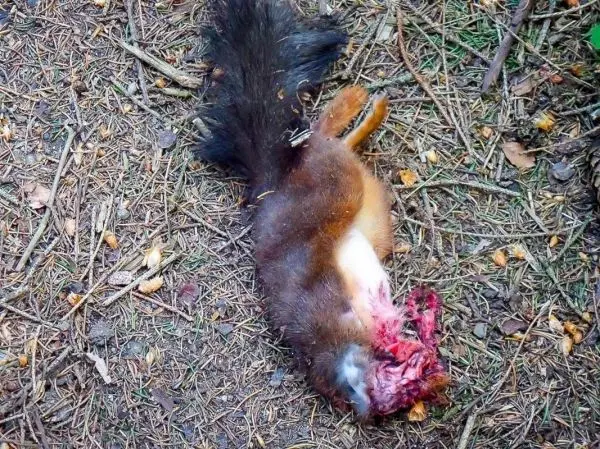 Tierkörper liegt auf dem Waldboden zwischen Nadeln und Blättern