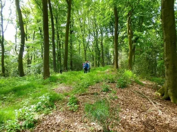 Waldlandschaft mit grünen Bäumen und zwei Personen auf einem Pfad zwischen hohem Gras