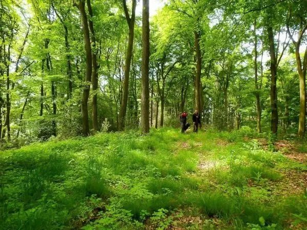 Zwei Personen gehen durch einen grünen Wald mit hohem Gras und Bäumen