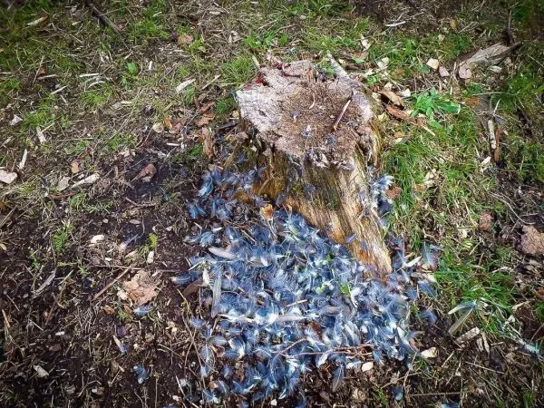 Baumstumpf mit blauen Federn und Erde umgeben, einige kleine Äste sichtbar