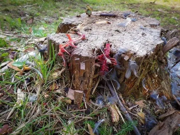 Baumstumpf mit bunten Fäden und Federn, umgeben von Gras und Laub
