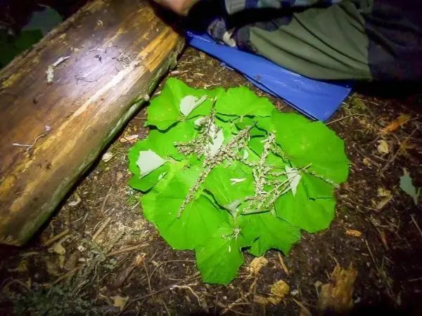 Blätter liegen auf dem Boden, mit Zweigen und Pflanzenmaterialien darauf