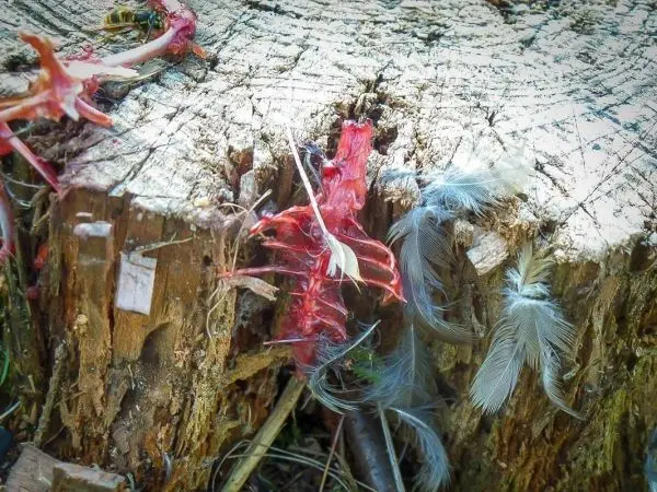 Holzscheibe mit roten und grauen Überresten sowie Federn