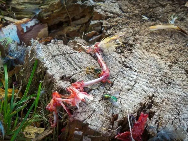 Insekten krabbeln über einen Holzstamm mit Fleischresten und Federn