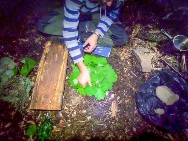 Person sortiert Blätter auf einem Holzbrett im Wald
