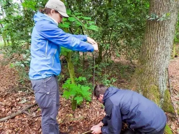 Person spannt eine Schnur zwischen Bäumen im Wald