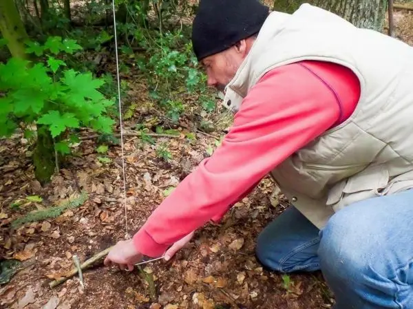 Schlagfalle (Figure-Four) wird im Wald aufgebaut