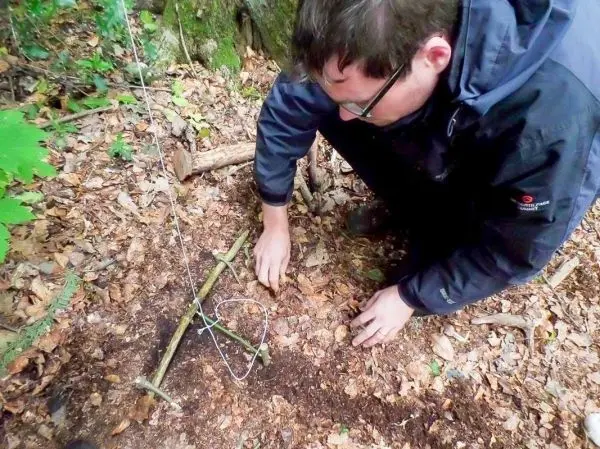 Schlingenfalle wird mit Ästen und Draht im Waldboden vorbereitet