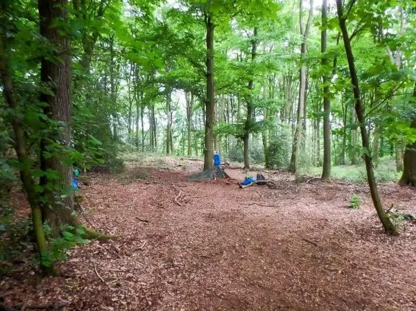 Waldlandschaft mit Laubboden und mehreren Bäumen, darunter eine Person in blauer Kleidung