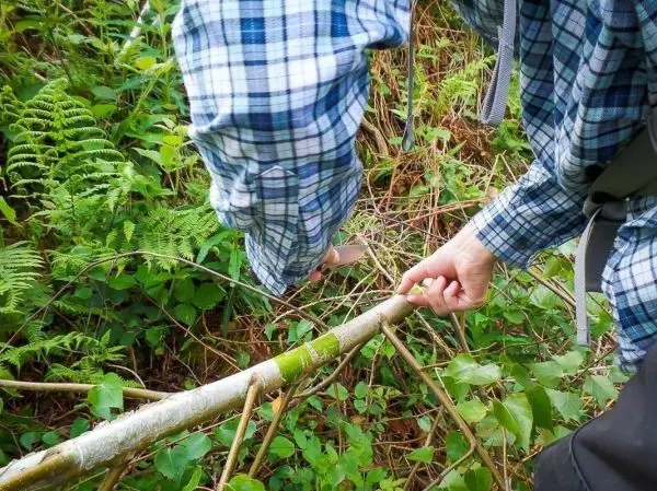 Zwei Hände halten einen grünen Stock in einem bewachsenen Gebiet