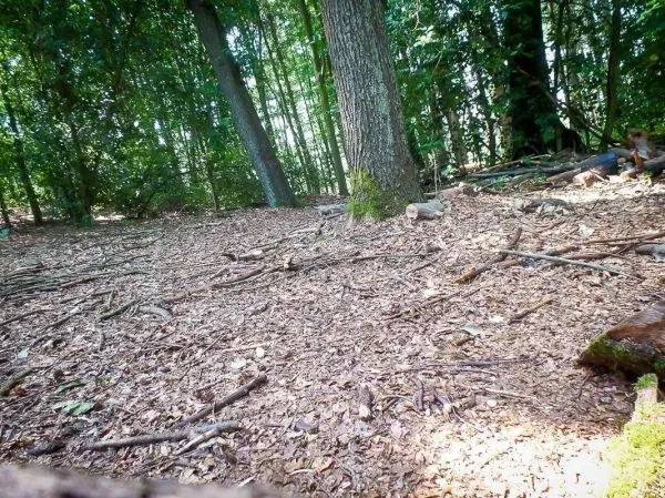 Boden mit Laub und Ästen im Wald, umgeben von Bäumen