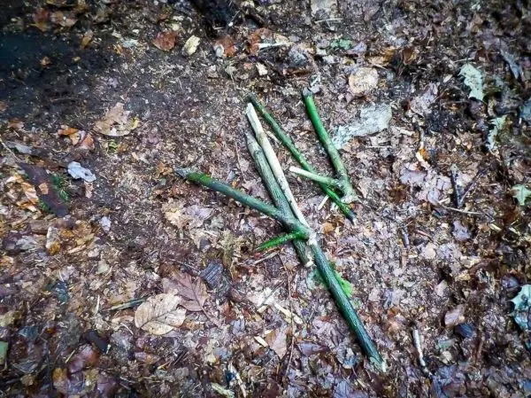 Mehrere grüne Äste liegen auf dem Waldboden zwischen Laub