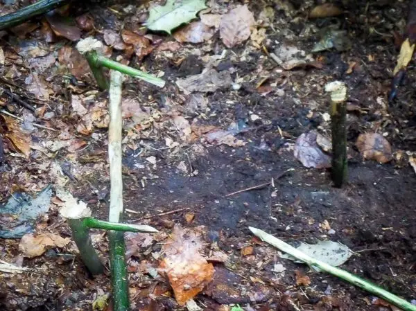 Schlagfalle (Figure-Four) aus Holzstöcken im Laubboden konstruiert