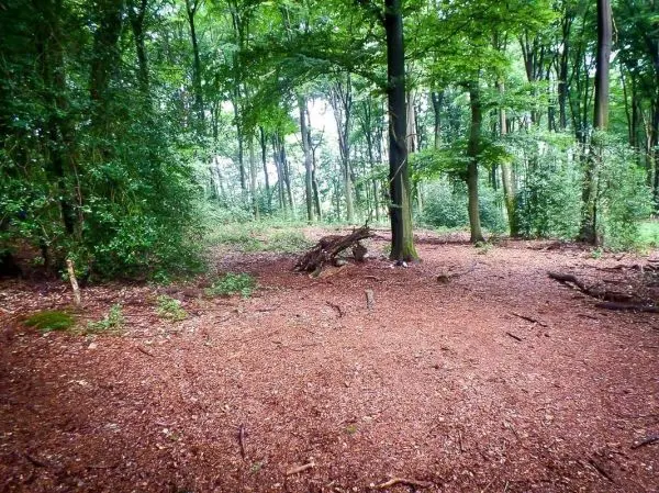 Waldfläche mit Laub und vereinzelten Bäumen, darunter Äste und Sträucher
