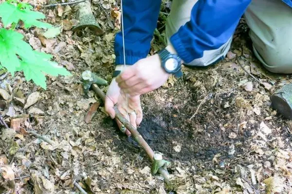 Schlagfalle (Figure-Four-Falle) wird mit Ästen und Schnur vorbereitet