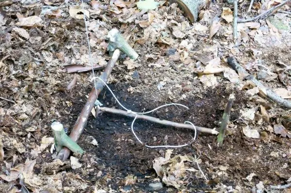 Selbstgebaute Falle aus Ästen und Schnur im Laub
