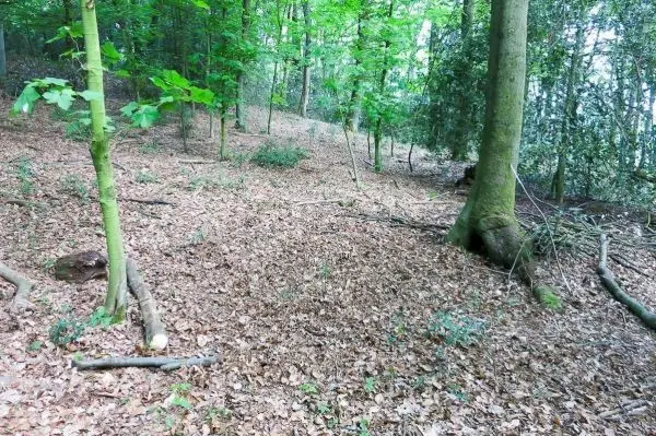 Waldfläche mit Laub und vereinzelten Bäumen im Hintergrund
