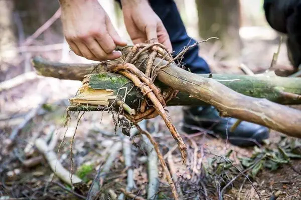 Hände binden Wurzeln um zwei Holzstücke zur Stabilisierung