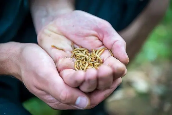 Hände halten mehrere essbare Insektenlarven in der Natur